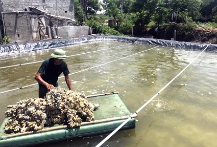 Ninh Bình: Cần sớm xây dựng thương hiệu hàu giống Kim Sơn
