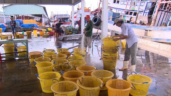 Kiên Giang: doanh nghiệp thủy sản mòn mỏi chờ nguyên liệu