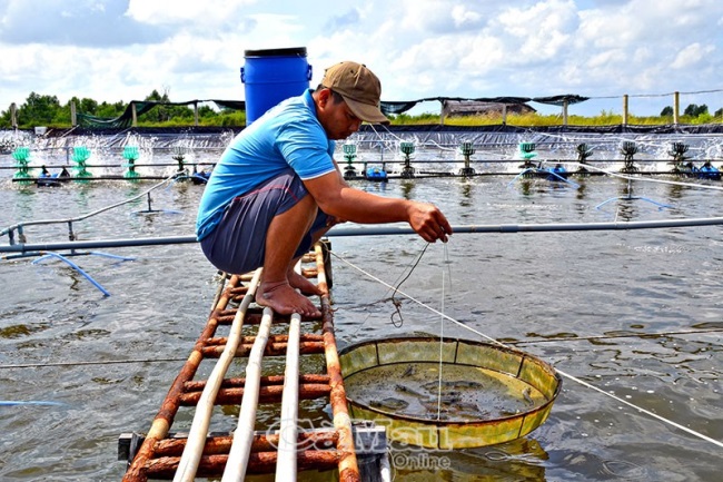 ‘Phận’ con tôm
