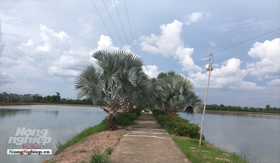 Công ty Biển Đông hình thành vùng nuôi cá tra sạch