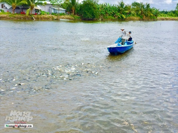 Mở rộng vùng nuôi cá tra xuất khẩu