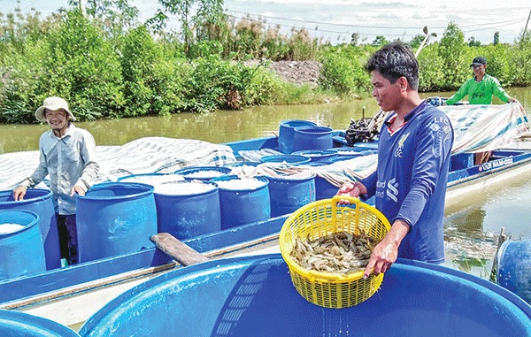 Nuôi tôm đón nhu cầu xuất khẩu tăng