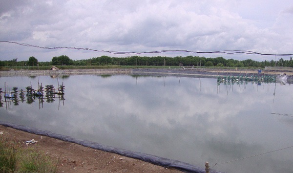 Bạc Liêu tăng cường bảo vệ môi trường nuôi tôm