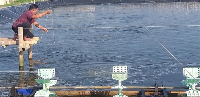 Hiệu quả mô hình nuôi tôm thương phẩm