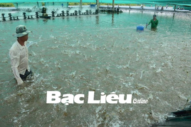 Huyện Đông Hải (Bạc Liêu): Phát triển mô hình nuôi tôm siêu thâm canh gắn với bao tiêu sản phẩm