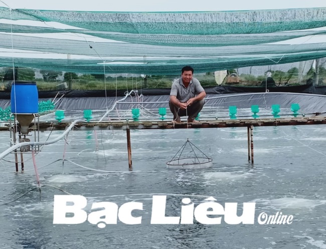 Nuôi tôm trong nhà lưới: Hiệu quả cao