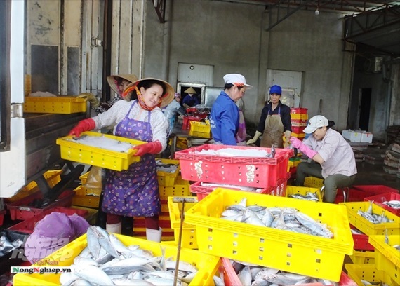 Xuất khẩu thủy sản sang Trung Quốc: Nâng chất lượng, chuyển từ tiểu ngạch sang chính ngạch