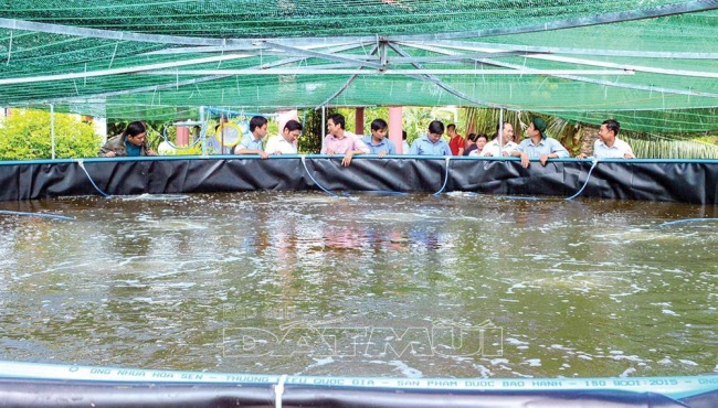 Cầu nối bền vững theo chuỗi giá trị ngành hàng tôm