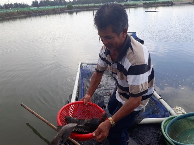 Quảng Nam phát triển toàn diện nghề nuôi thủy sản