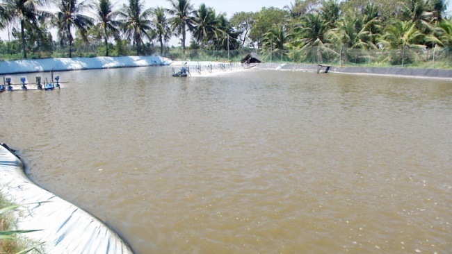 Bến Tre: Thạnh Phú thả nuôi hơn 900 triệu con tôm giống