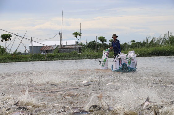 Gỡ thế khó cho cá tra