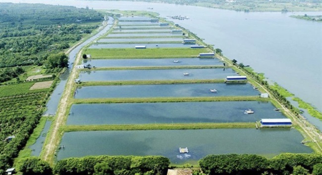 Tổng quan thị trường cá tra 2019