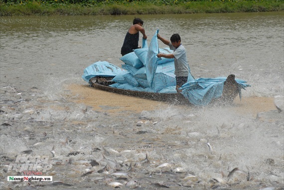 Liên kết chuỗi nâng giá trị xuất khẩu cá tra