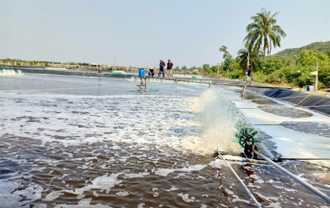 Nuôi tôm công nghệ Semi Biofloc: Lãi lớn và an toàn