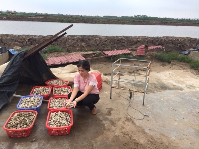 Thanh Hóa: Hiệu quả mô hình sản xuất nghêu giống theo quy mô hàng hóa