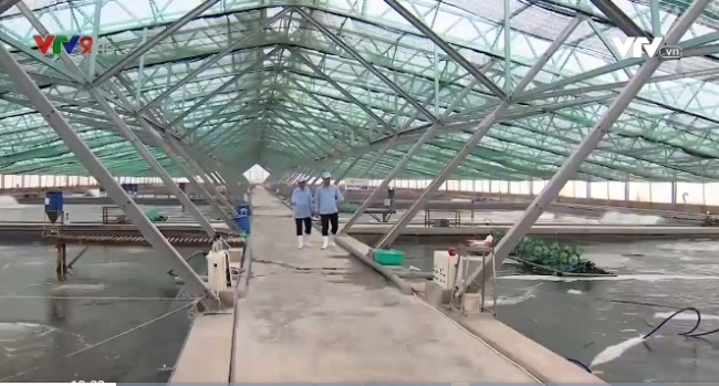 Giải pháp nuôi tôm cỡ lớn khẳng định bước tiến vượt bậc của ngành tôm Việt