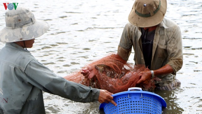 Nuôi tôm nước lợ ở Sóc Trăng tăng cả về diện tích và sản lượng
