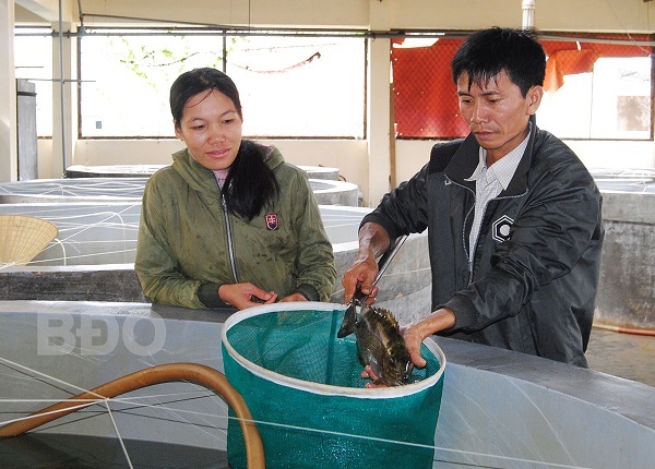 Bình Định: Nâng cao chất lượng, đa dạng sản phẩm giống thủy sản