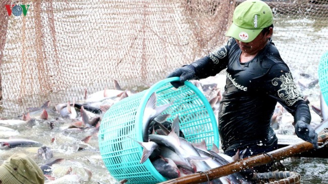 Tăng xuất khẩu cá tra: Thực hiện đúng theo 2 tiêu chí bắt buộc