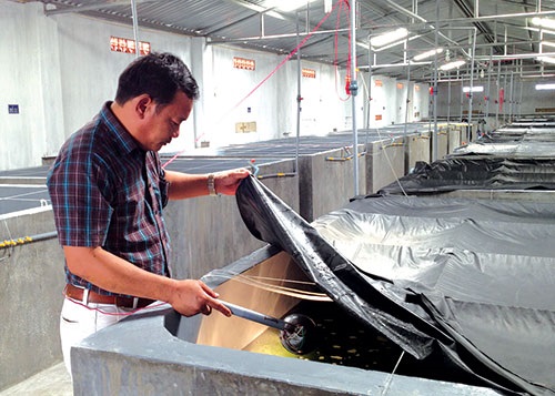 Tôm giống Bình Thuận - khẳng định thương hiệu, uy tín