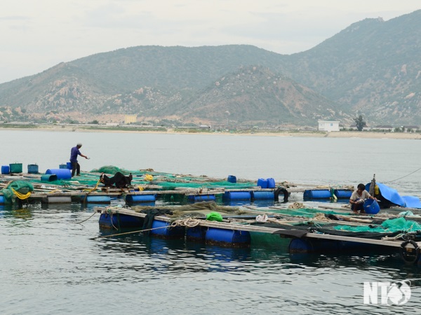 Ninh Thuận: Hướng đi mới từ các mô hình nuôi trồng thủy sản