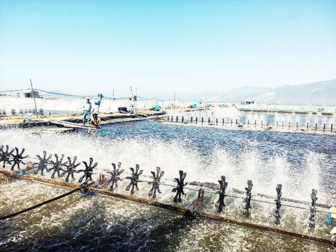 Khánh Hòa: Đảm bảo kế hoạch sản xuất tôm nước lợ năm 2020
