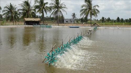 Bến Tre xây dựng vùng nuôi tôm ứng dụng công nghệ cao