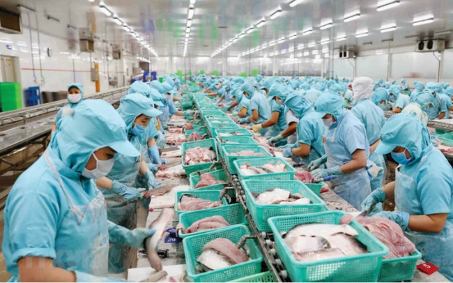 Cá tra chinh phục "ao nhà"