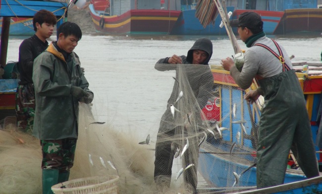 Quảng Bình: Ngư dân được mùa cá trích…