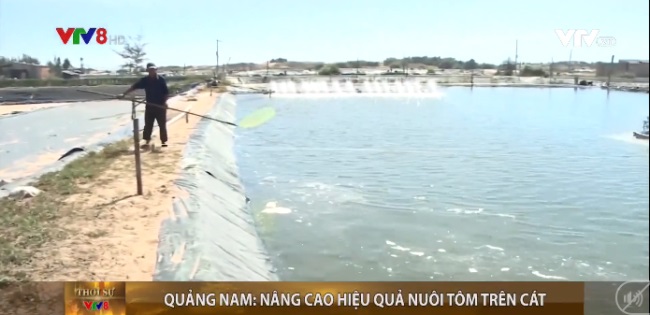 Quảng Nam kiểm soát nuôi tôm trên cát