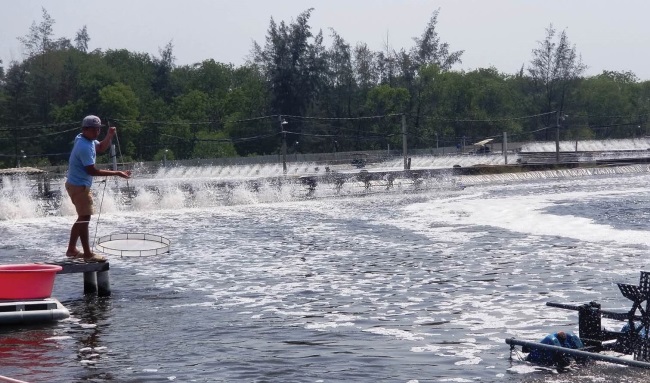 Thay đổi tư duy để nuôi tôm an toàn