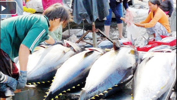 Tăng cường tiêu thụ nội địa cá ngừ đại dương