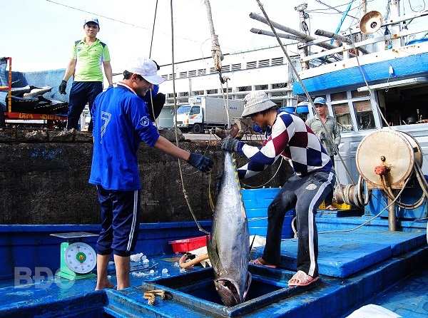 Bình Định: Nâng cao chất lượng thủy sản sau khai thác