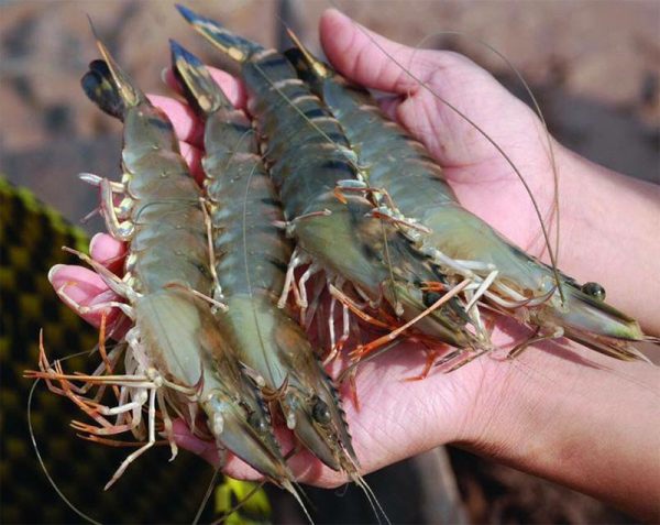 Châu Âu - Thị trường tiềm năng cho tôm sú nuôi