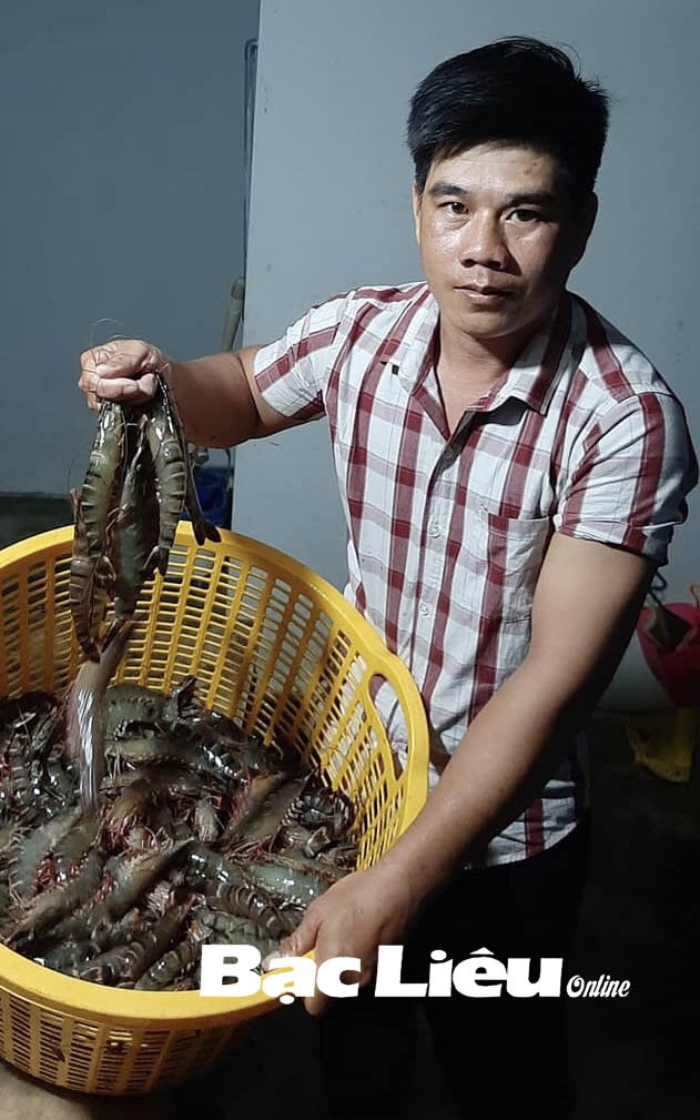 Huyện Đông Hải (Bạc Liêu): mô hình nuôi tôm gắn với bao tiêu sản phẩm