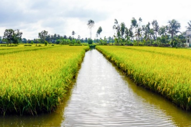 Hạn mặn lịch sử: Cơ hội để lúa thơm - tôm sạch phát triển