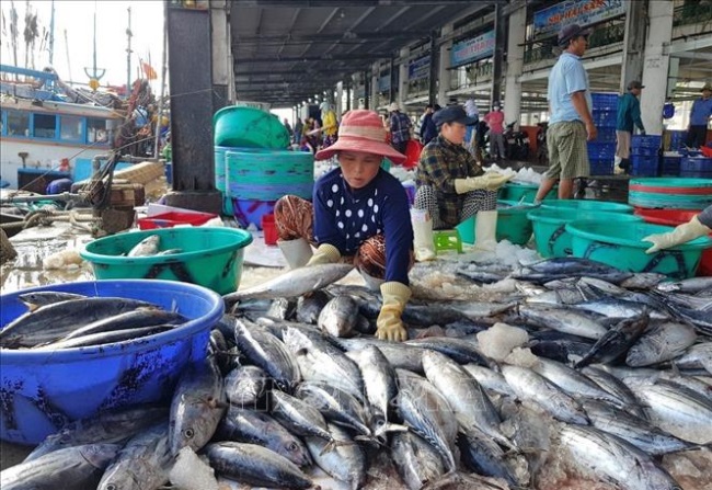 Ngư dân được mùa cá ngừ sọc dưa