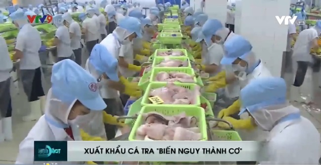 Xuất khẩu cá tra "biến nguy thành cơ" trong dịch COVID-19