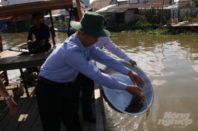 Kiên Giang: Tổ chức 2 điểm thả cá giống tái tạo nguồn lợi thủy sản