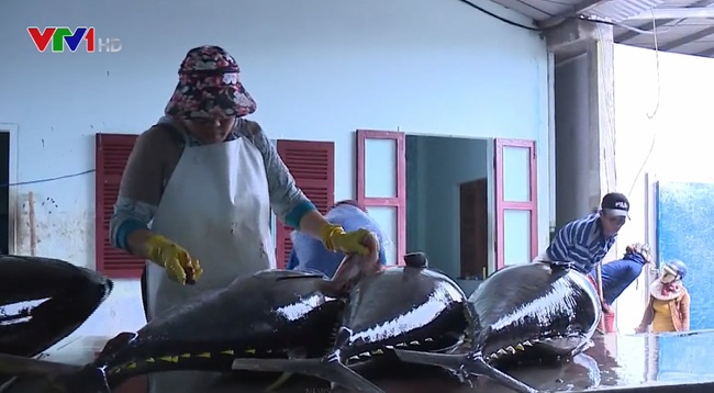 Ảnh hưởng của dịch COVID-19: 600 tấn cá ngừ đại dương chưa thể xuất khẩu