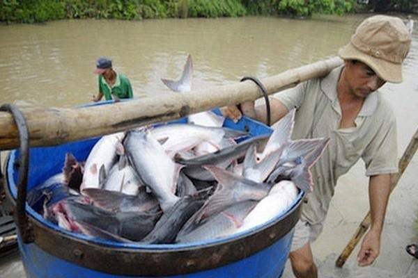 Dịch COVID-19: Khách châu Âu hủy đơn hàng, giá thủy sản Việt Nam giảm mạnh