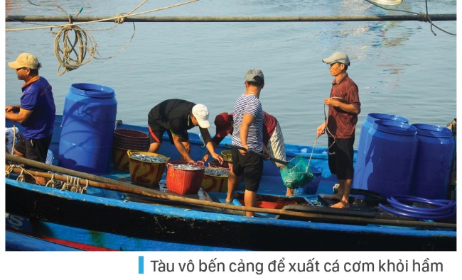 Ngư dân Quảng Ngãi trúng đậm cá cơm