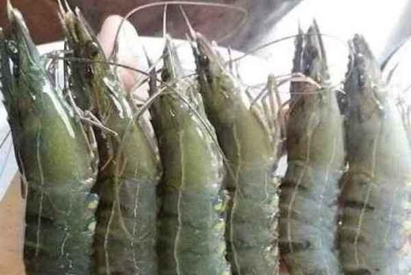 Giá tôm ở Cà Mau giảm mạnh vì bị ảnh hưởng từ COVID-19