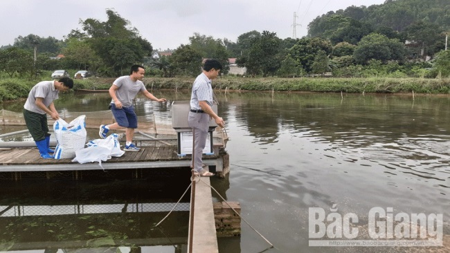 Đa dạng mô hình nuôi ương cá giống: Nâng cao chất lượng thủy sản