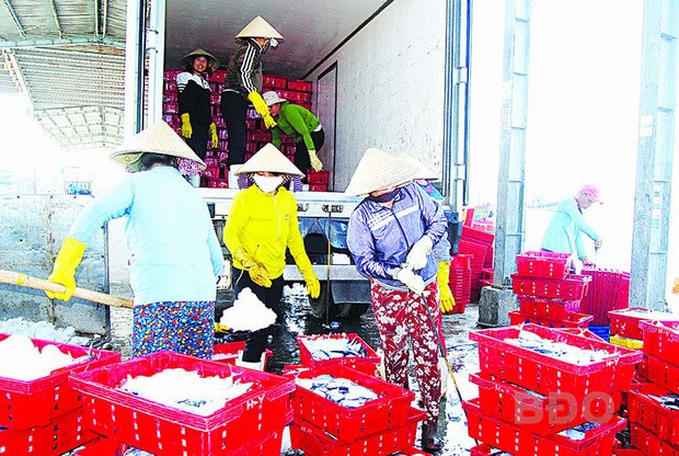 Bình Định: Khai thác được hơn 39.000 tấn thủy sản