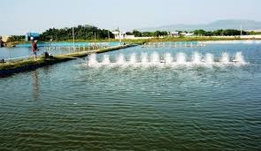 Bình Định: Tuy Phước hoàn tất thả giống 971 ha tôm nuôi