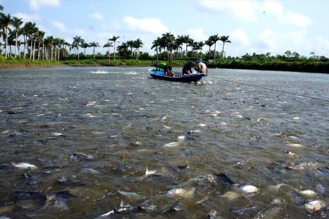 Khó khăn kép với cá tra