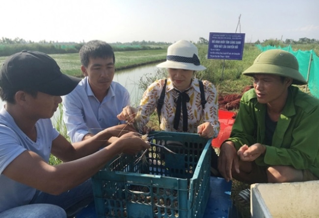 Nuôi tôm càng xanh toàn đực trên đất lúa