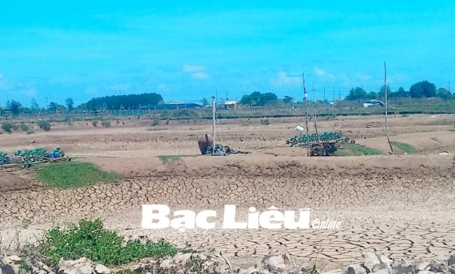 Tôm rớt giá, nông dân gặp khó