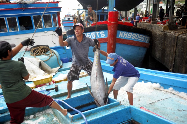 Nghề cá cũng thấm mệt với COVID-19, doanh nghiệp XK cá ngừ tồn kho hàng chục tỉ đồng, ngư dân ra khơi lỗ nặng, đầu nậu trả mặt bằng